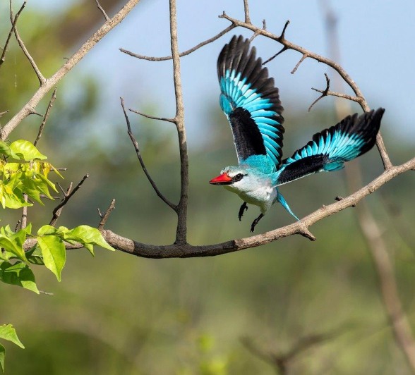 Sabi Sabi Benjamin Loon Woodland Kingfisher Landing