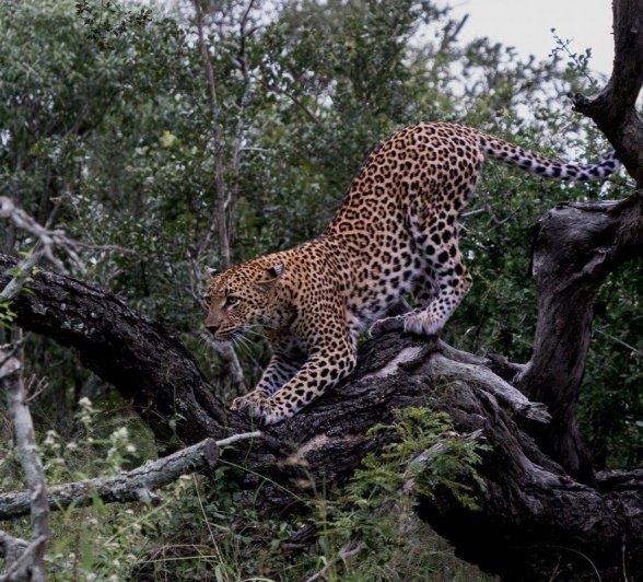 Golonyi stretches in a tree.