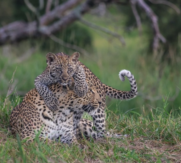 Sabi Sabi Ruan Mey Golonyi Sabi Sabi Ruan Mey Golonyi