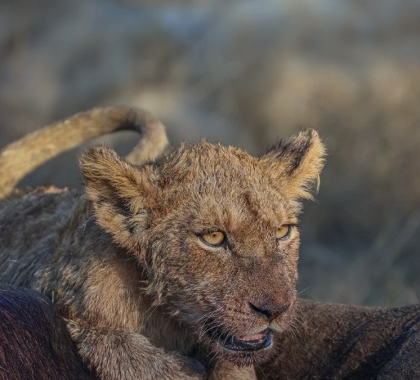Sabi Sabi Ruan Mey Msuthlu Cub Sabi Sabi Ruan Mey Msuthlu Cub
