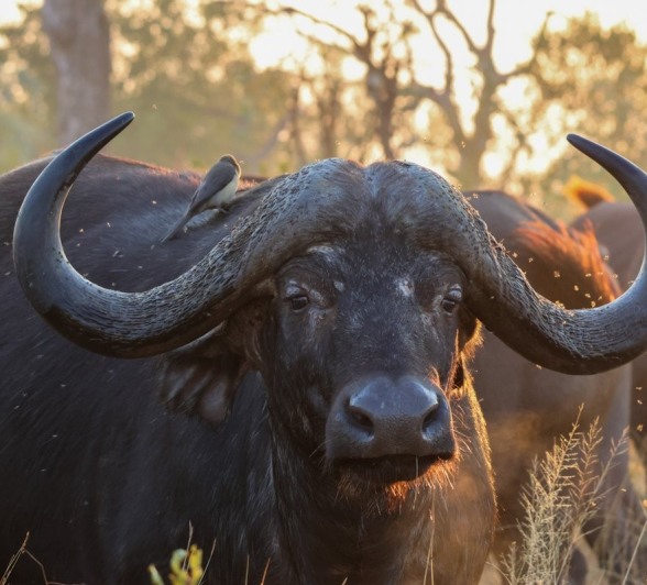 Sabi Sabi Jan Nel Buffalo At Sabi