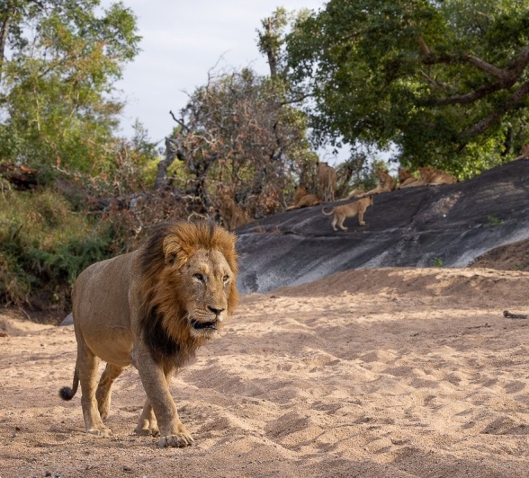 Sabi Sabi Jp Van Rooyen Gijima Male Lion