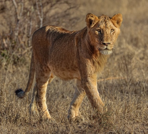 Sabi Sabi Ruan Mey Southern Pride Member Walks Sabi Sabi Ruan Mey Southern Pride Member Walks