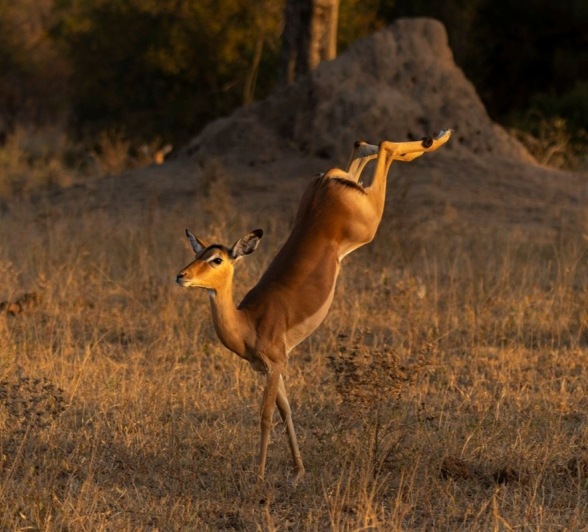 Sabi Sabi Benjamin Loon Impala Jumps Goldern Light