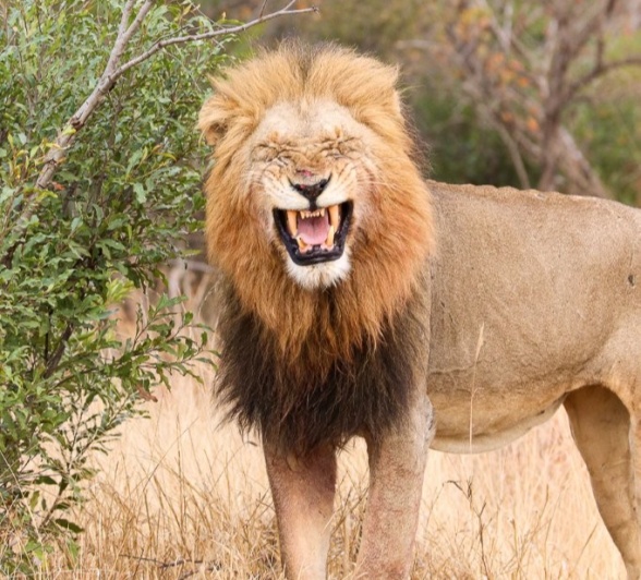 Sabi Sabi Jana Du Plessis Gijima Lion Roars Sabi Sabi Jana Du Plessis Gijima Lion Roars
