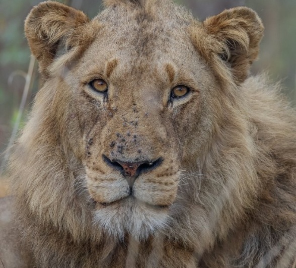 Sabi Sabi Ruan Mey Male Lion Portrait Sabi Sabi Ruan Mey Male Lion Portrait
