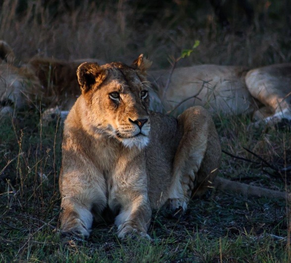 Kambula Breakaway Lioness Resting Ruan Mey