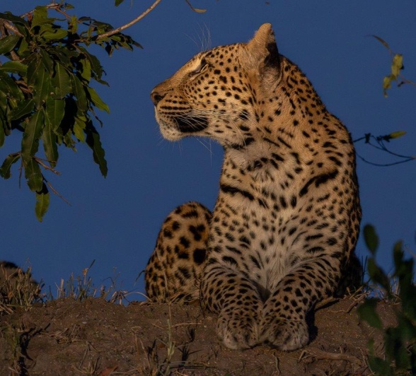 Leopardess with the greens of leaves and the tungsten blue skies in background Leopardess with the greens of leaves and the tungsten blue skies in background