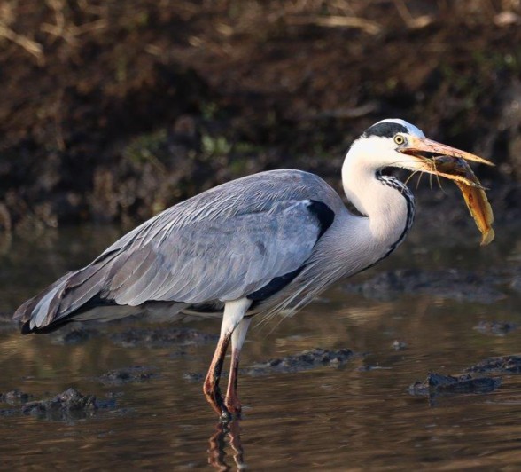 A Grey Heron feeding on a fish it caught from a drying waterhole. A Grey Heron feeding on a fish it caught from a drying waterhole.