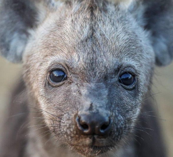 A spotted hyena lurking in the tall grass, surveying its surroundings with sharp eyes.