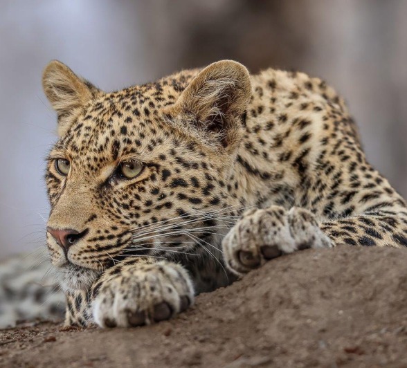 Sabi Sabi Ruan Mey Ntsumi Relaxing Sabi Sabi Ruan Mey Ntsumi Relaxing