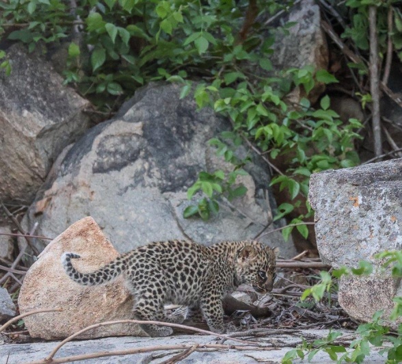 Golonyi's cub explores the rocky outcrop.