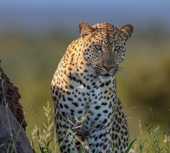 Sabi Sabi Ruan Mey Male Leopard Sabi Sabi Ruan Mey Male Leopard