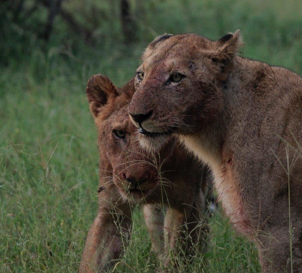Members of the Kambula pride bond. Members of the Kambula pride bond.
