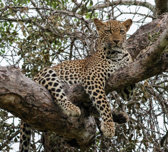 The Masungulo female leopard was spotted in a tree near Sabi Sabi. The Masungulo female leopard was spotted in a tree near Sabi Sabi.
