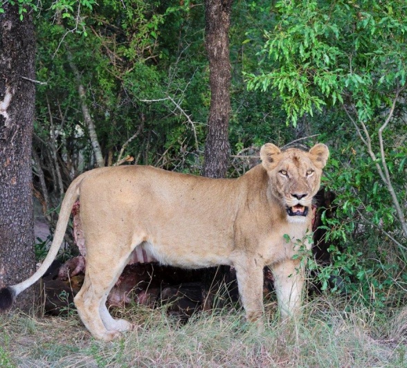 A female lion from the Southern Pride. A female lion from the Southern Pride.