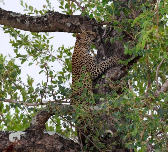 Golonyi's cub climbs a tree. Golonyi's cub climbs a tree.