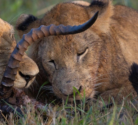 Sabi Sabi Ronald Mutero Msuthlu Pride Eats