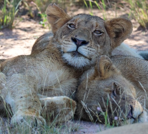 Sabi Sabi Jan Nel Msuthlu Lion Rests Sabi Sabi Jan Nel Msuthlu Lion Rests