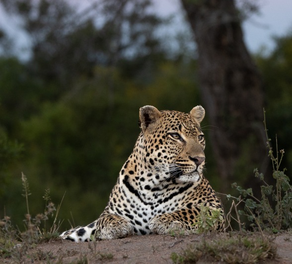 Sabi Sabi Ronald Mutero Khulwana