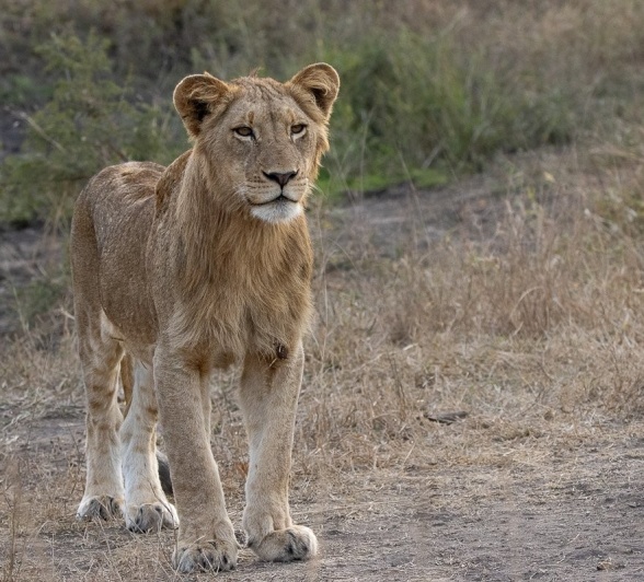 Sabi Sabi Ronald Mutero Msuthlu Sub Adult Lion Sabi Sabi Ronald Mutero Msuthlu Sub Adult Lion