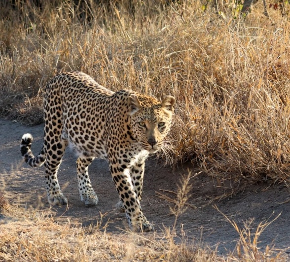 Sabi Sabi Jan Nel Ntsumi Walking