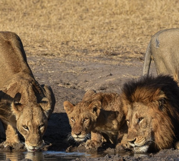Sabi Sabi Jamiel Malherbe Msuthlu Lions Sabi Sabi Jamiel Malherbe Msuthlu Lions