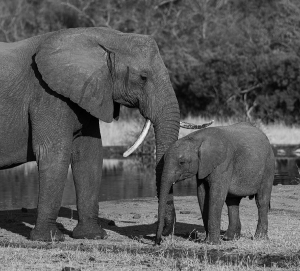 An elephant with her calf. An elephant with her calf.