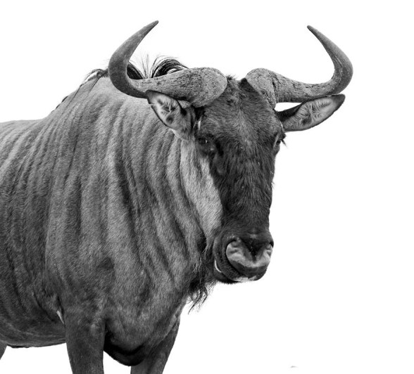 A wildebeest photographed in black and white. A wildebeest photographed in black and white.