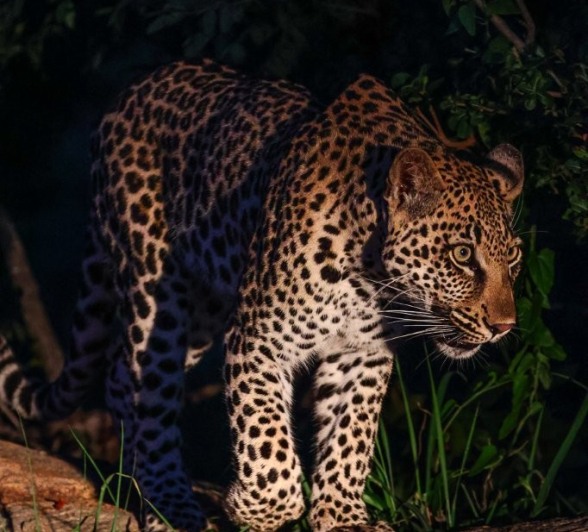 Golonyi stalks at night. 