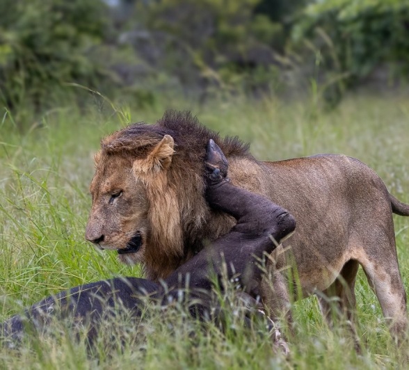 Sabi Sabi Ronald Mutero Nwash Male With Buffalo