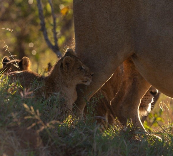 A little cub from the Southern Pride hides behind its full-bellied mother. 
