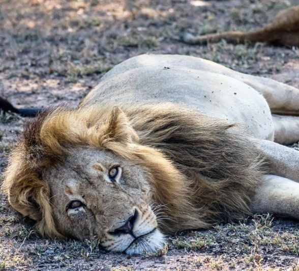 The Gijima male lion rests after joining the Southern Pride. 