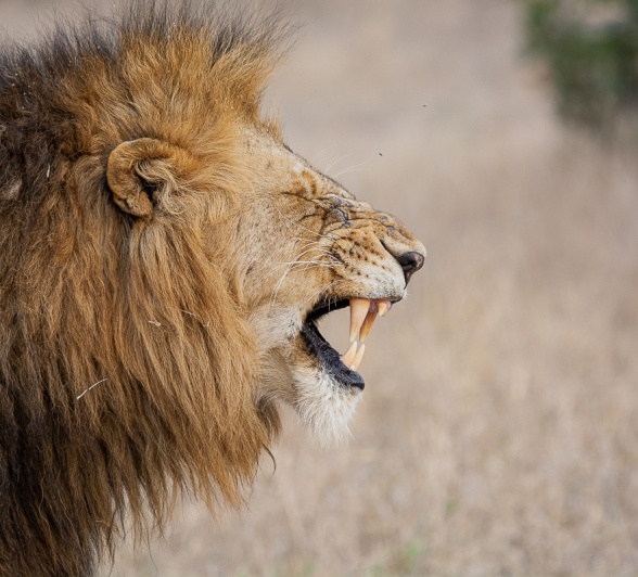 A dominant male lion roars and bears his intimidating teeth.  A dominant male lion roars and bears his intimidating teeth.