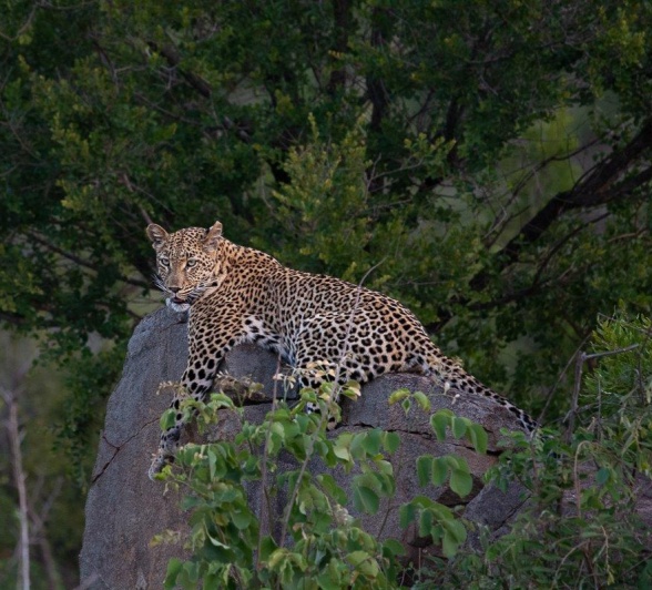 After finishing her meal, Golonyi then made herself comfortable on a rock, where she proceeded to groom herself. After finishing her meal, Golonyi then made herself comfortable on a rock, where she proceeded to groom herself.