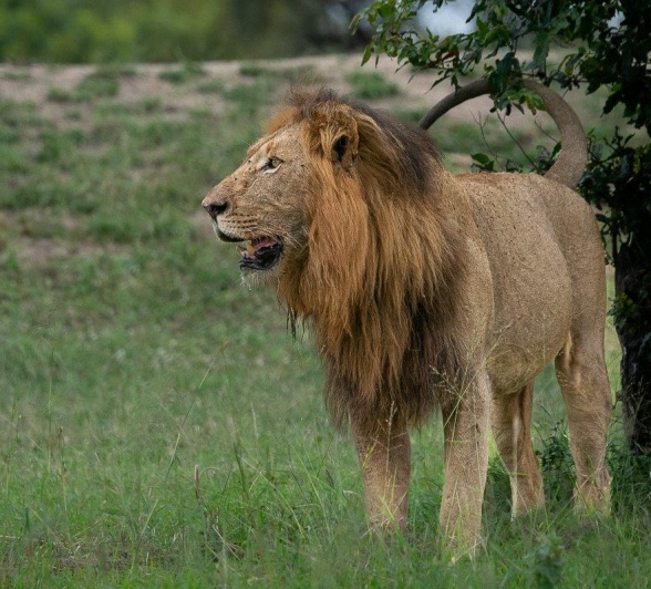 A dominant male from the Gijima Pride.