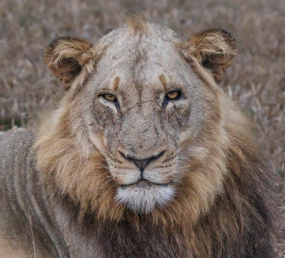 Nkuhuma and Talamati male lions lying on the northern edge Nkuhuma and Talamati male lions lying on the northern edge