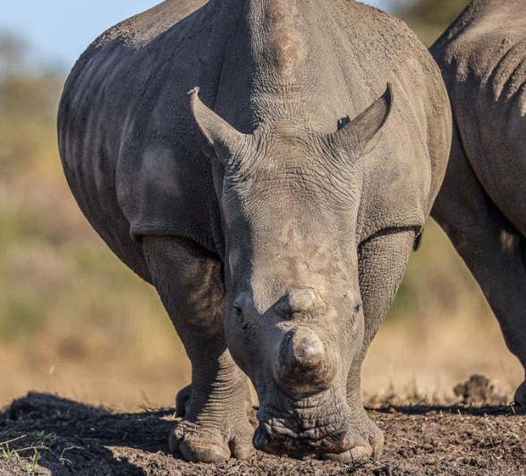 A white rhinoceros slowly making its way through the bush at Sabi Sabi, its massive horn on full display.