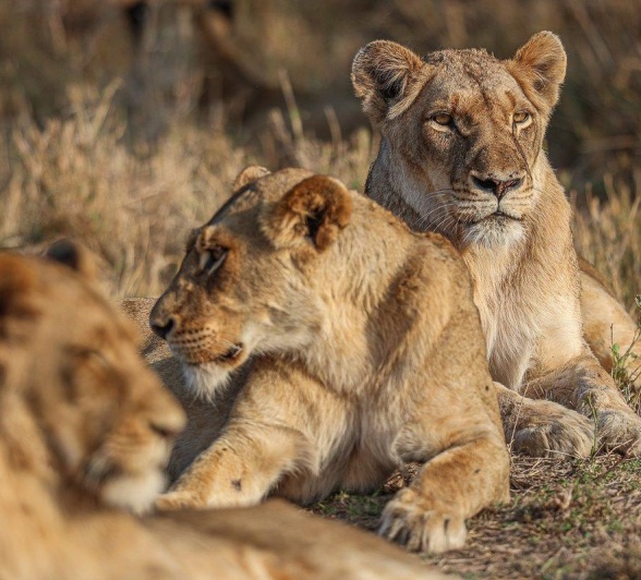 Three lions from the Southern Pride resting near a waterhole.