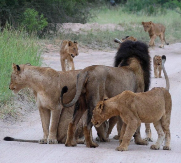 Sabi Sabi Jan Nel Msuthlu Gijima Lions