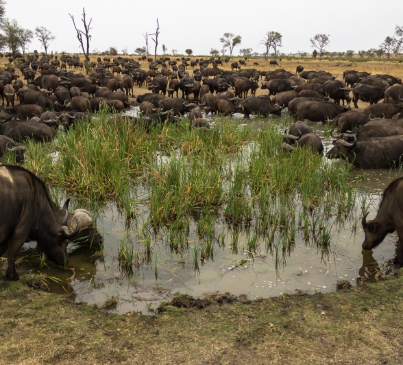Sabi Sabi Newsletter April Baffaloe At Waterhole