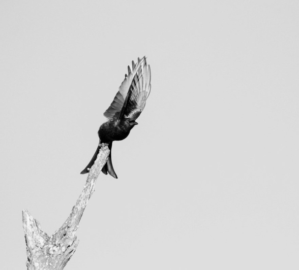 Sabi Sabi Ronald Mutero Fork Tailed Drongo Perches Sabi Sabi Ronald Mutero Fork Tailed Drongo Perches