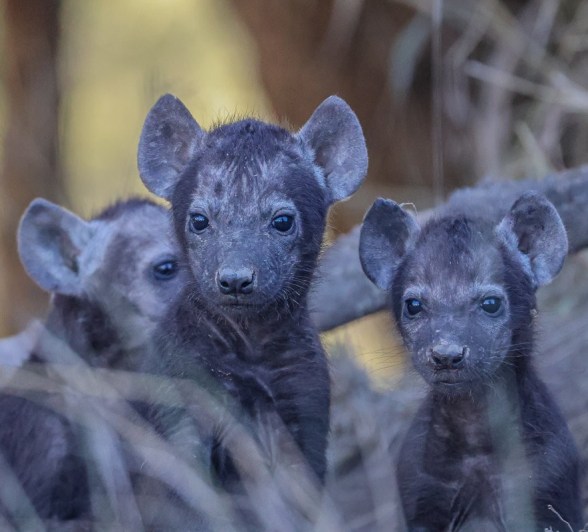 Sabi Sabi Ruan Mey Hyenas Sabi Sabi Ruan Mey Hyenas