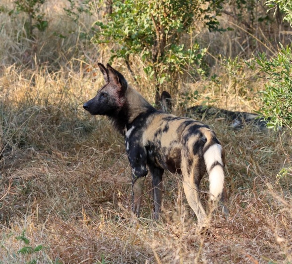 Sabi Sabi Jan Nel Wild Dog Walking Sabi Sabi Jan Nel Wild Dog Walking