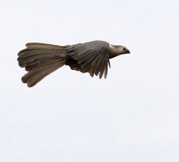 Sabi Sabi Benjamin Loon Go Away Bird Flying Sabi Sabi Benjamin Loon Go Away Bird Flying