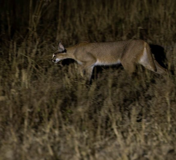 Sabi Sabi Benjamin Loon Caracal Rooikat Sabi Sabi Benjamin Loon Caracal Rooikat