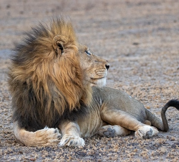 A male lion must do what he can to rpotect his bloodline. A male lion must do what he can to rpotect his bloodline.