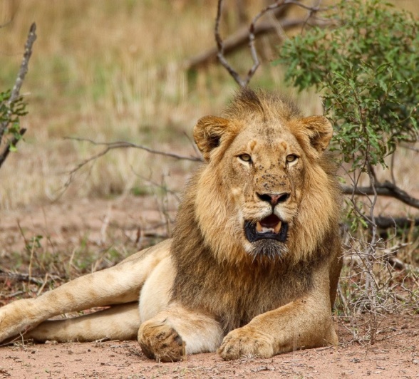 A new male lion has entered the region. A new male lion has entered the region.