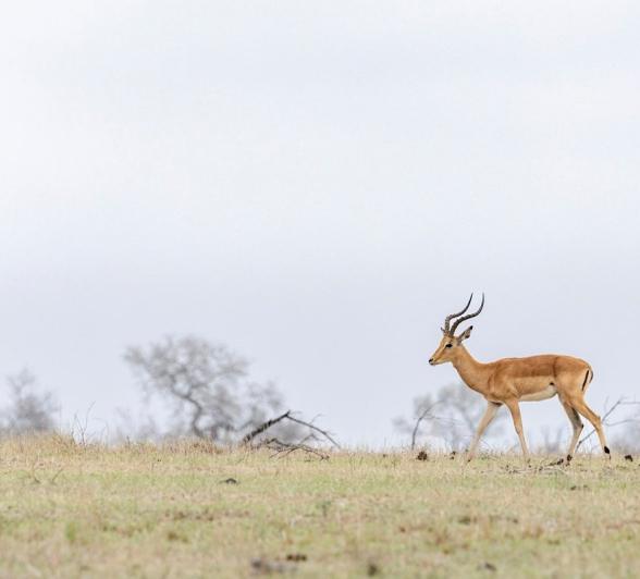 A male impala walks through an open area. A male impala walks through an open area.