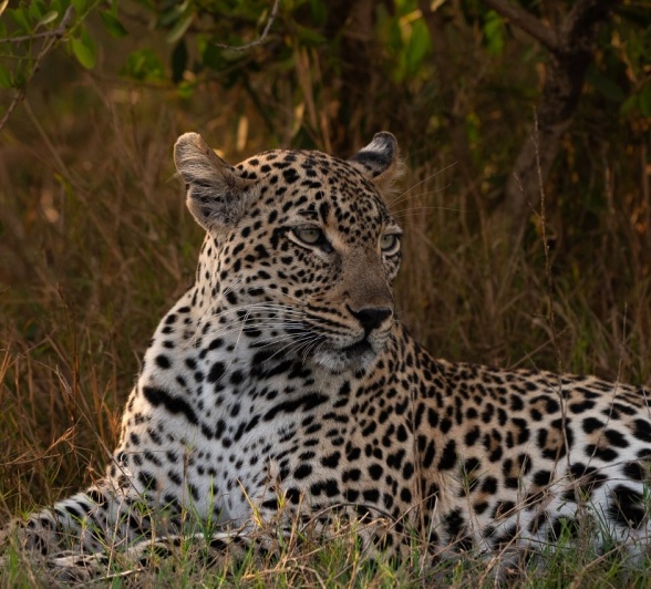 Sabi Sabi Viviane Ladner Tengile In Low Light